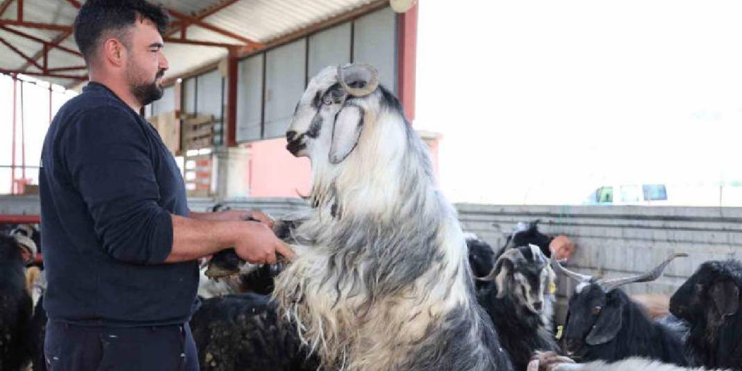 Kurbanlık seçerken nelere dikkat edilmeli? Yetiştiricilerden “boynuz” ve “diş” detayı uyarısı 7